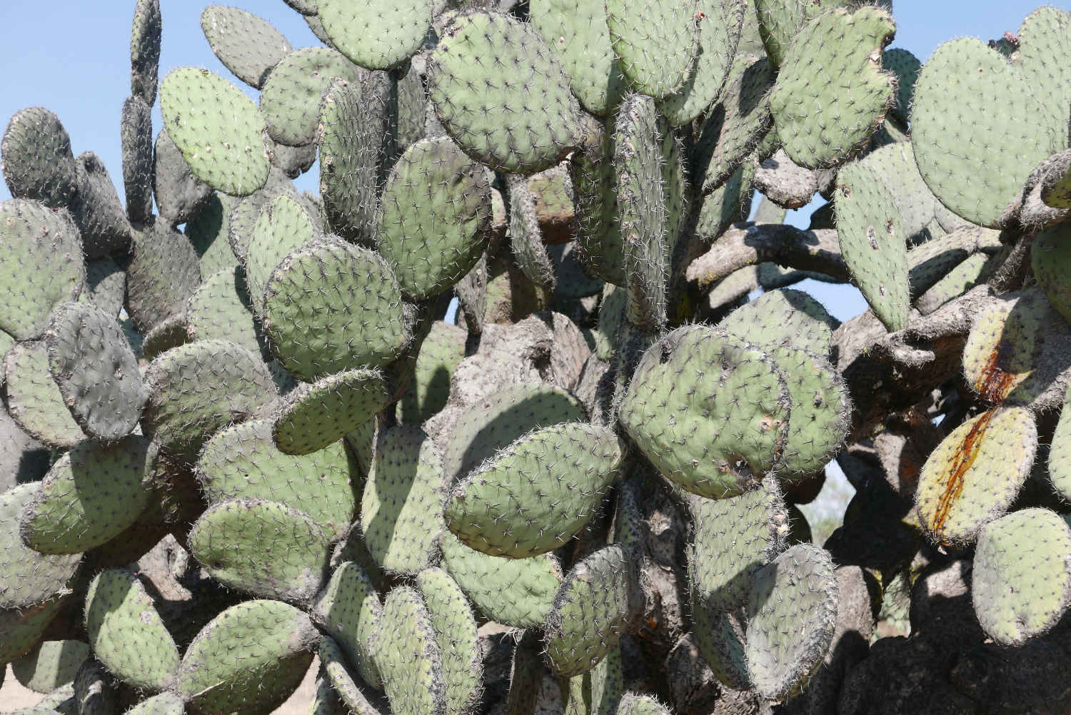 Cactus in Teotihuacan