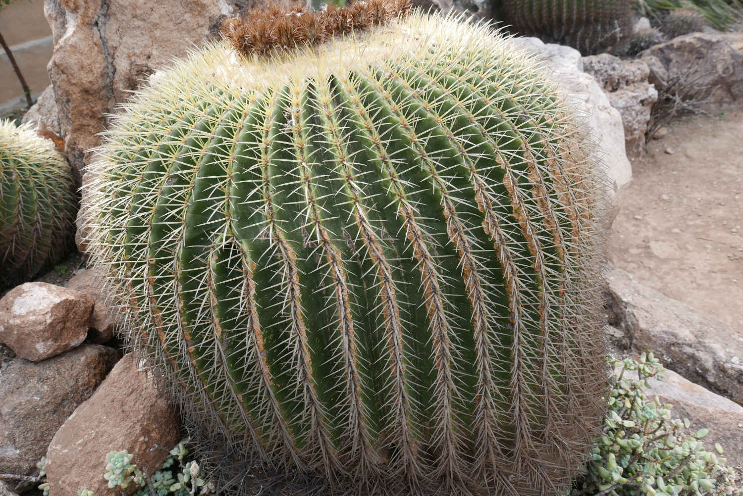 Cactus in botanical garden in San Miguel de Allende
