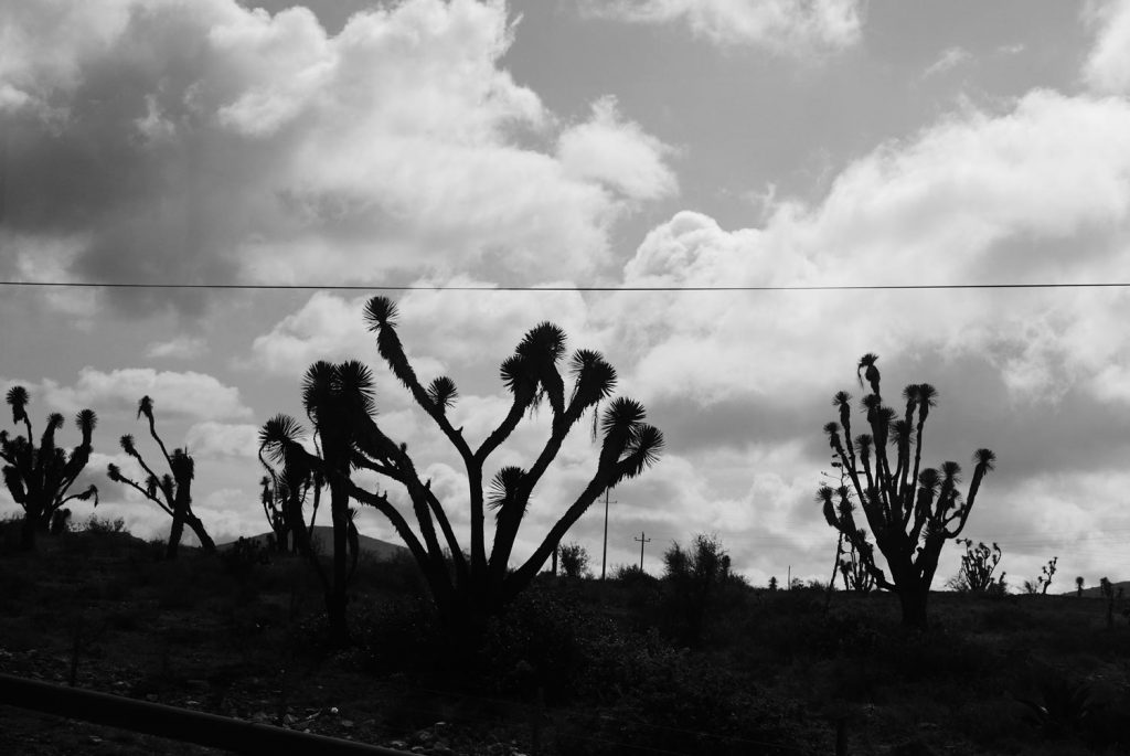 Dreamscapes. Desert Mexican heartland towards Queretaro, looks almost like the iconic Joshua Tree album cover by U2