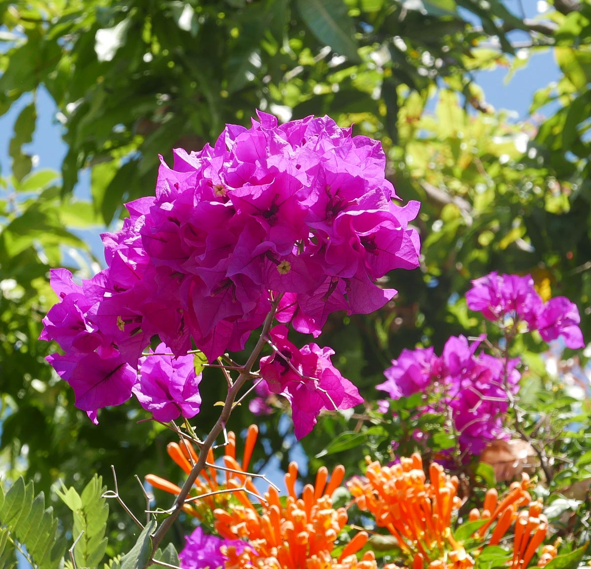 Flowers in Juayua, Ruta de Flores, Juayua