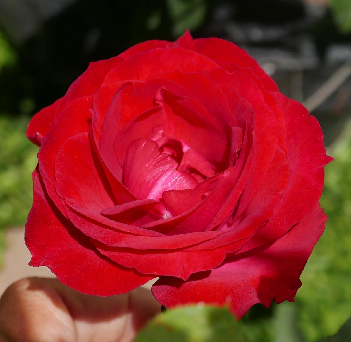 Rose in Juayua, Ruta de Flores, San Salvador