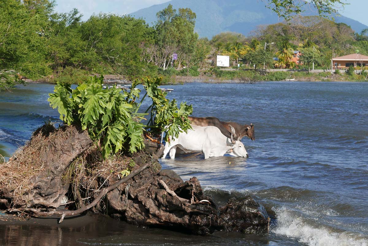 Deer taking a bath in San Jose del Sur on Ometepe island in Nicaragua