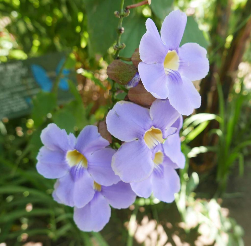 Purple flower in Charco Verde nature park on Ometepe island in Nicaragua