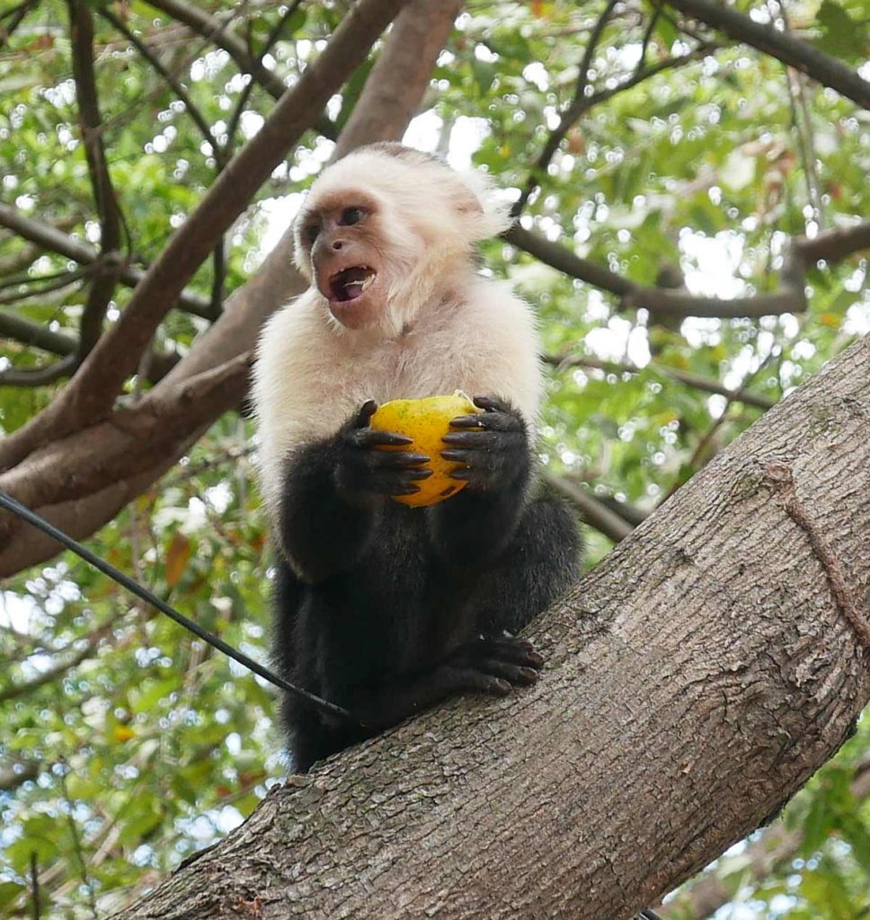 Monkey on Ometepe island in Nicaragua
