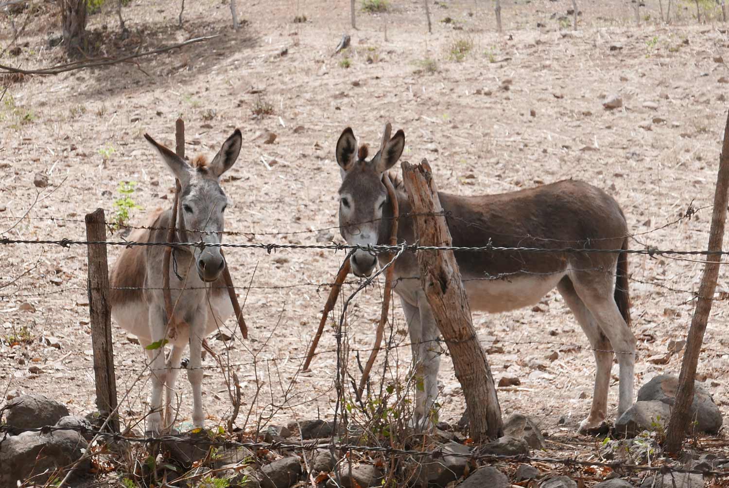 Two donkeys in the valley before entering the rear of Somoto canyon