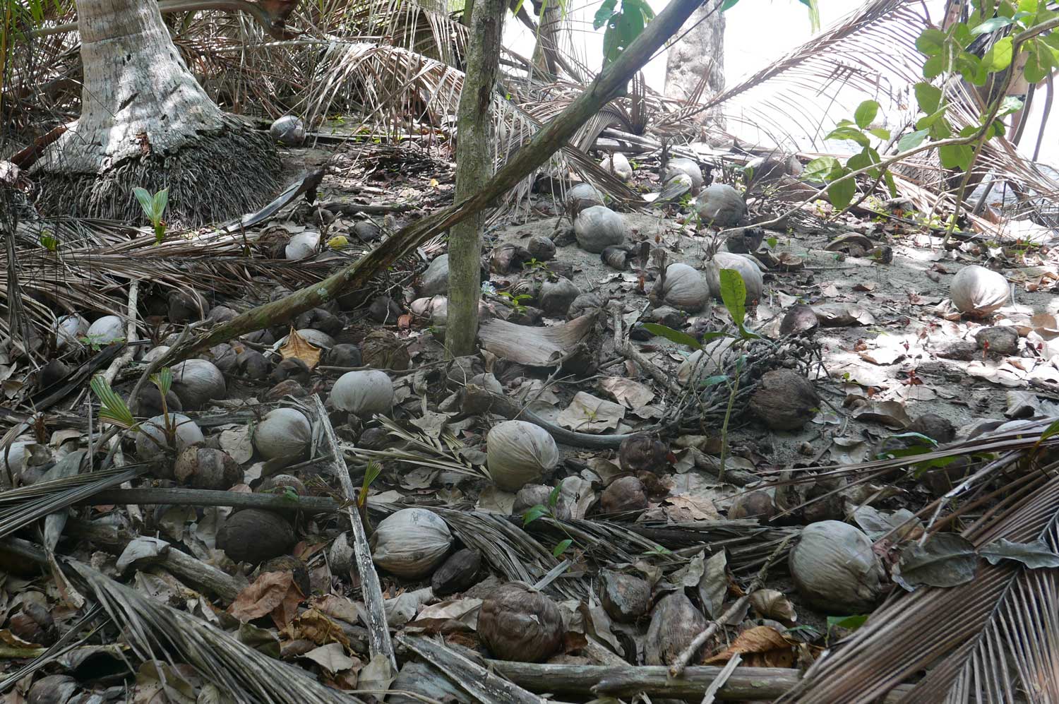 Coconuts in Manuel Antonio national park
