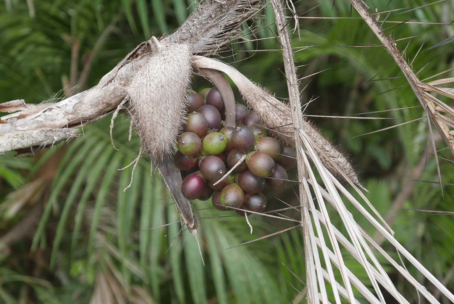 Fruits in Manuel Antonio national park