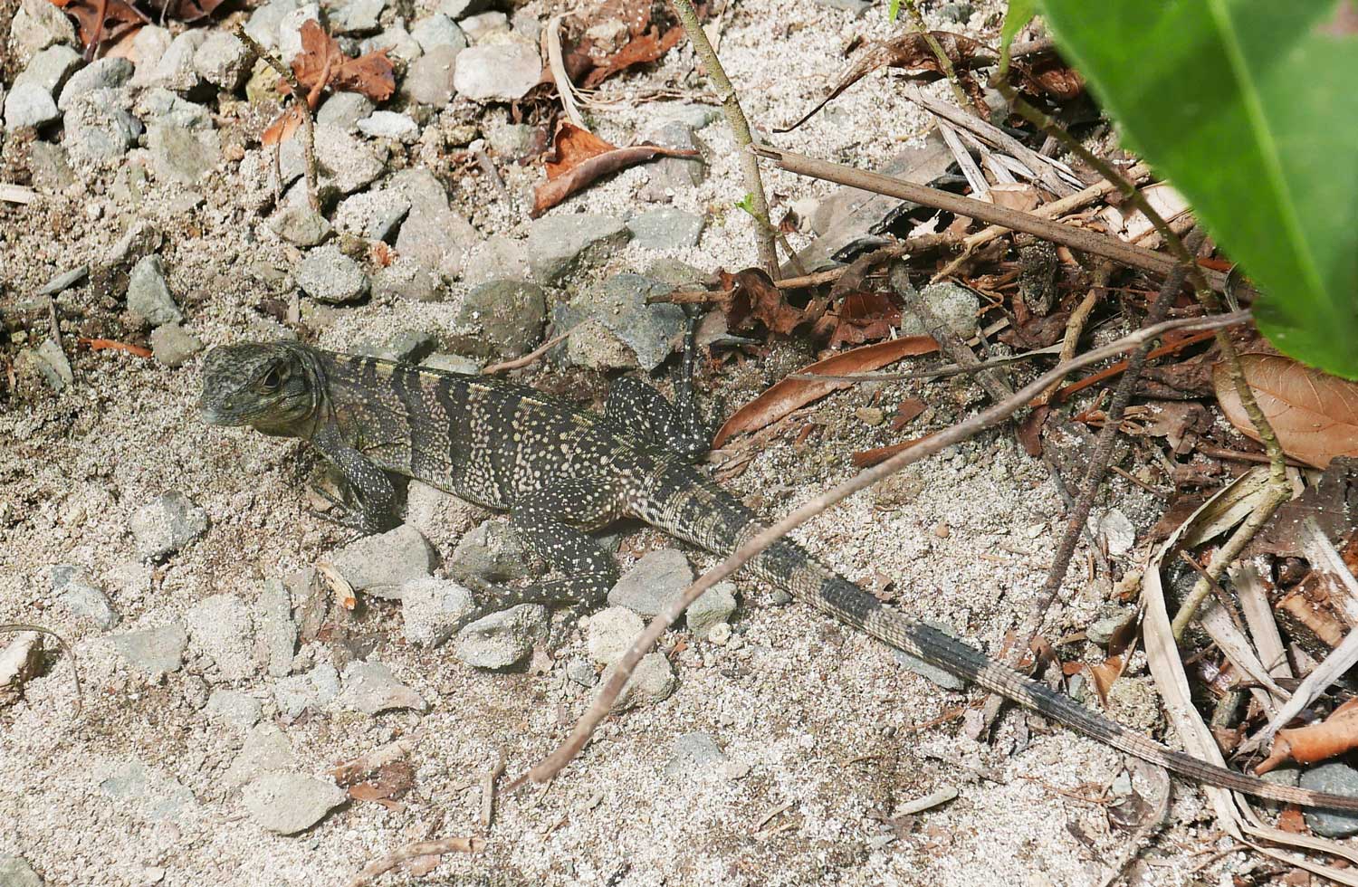 One of many iguanas in Manuel Antonio national park
