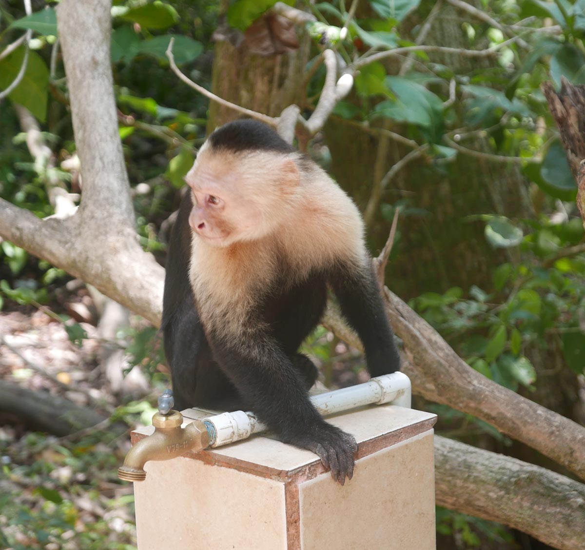 Monkey at water tap near Playa Espadilla Sur in Manuel Antonio national park