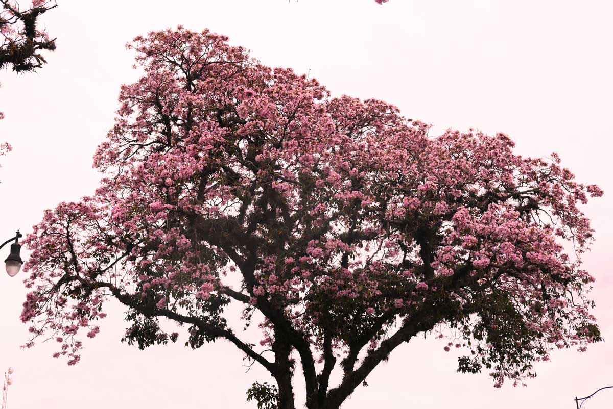 Amazing tree towards La Sabana park in San Jose, Costa Rica