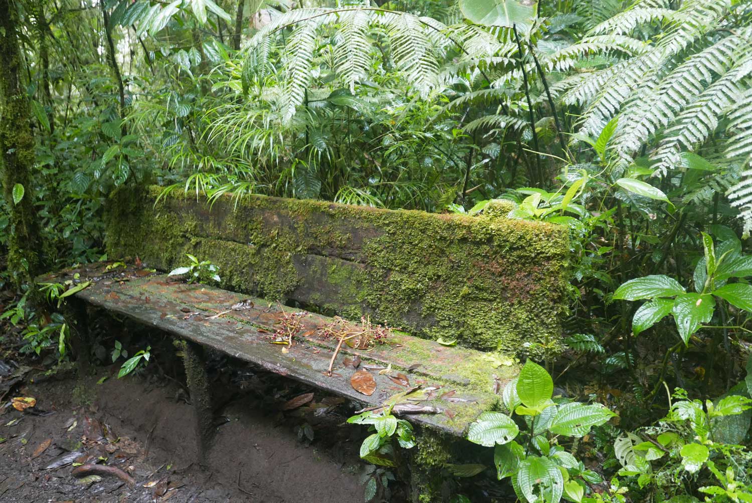 One of the few benches to rest in Santa Elena cloud forest