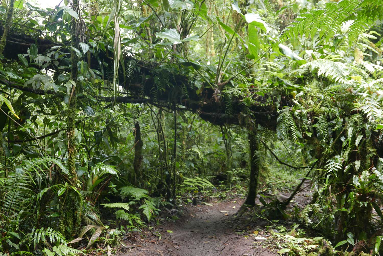 Trees everywhere along and across the pathway in Santa Elena cloud forest