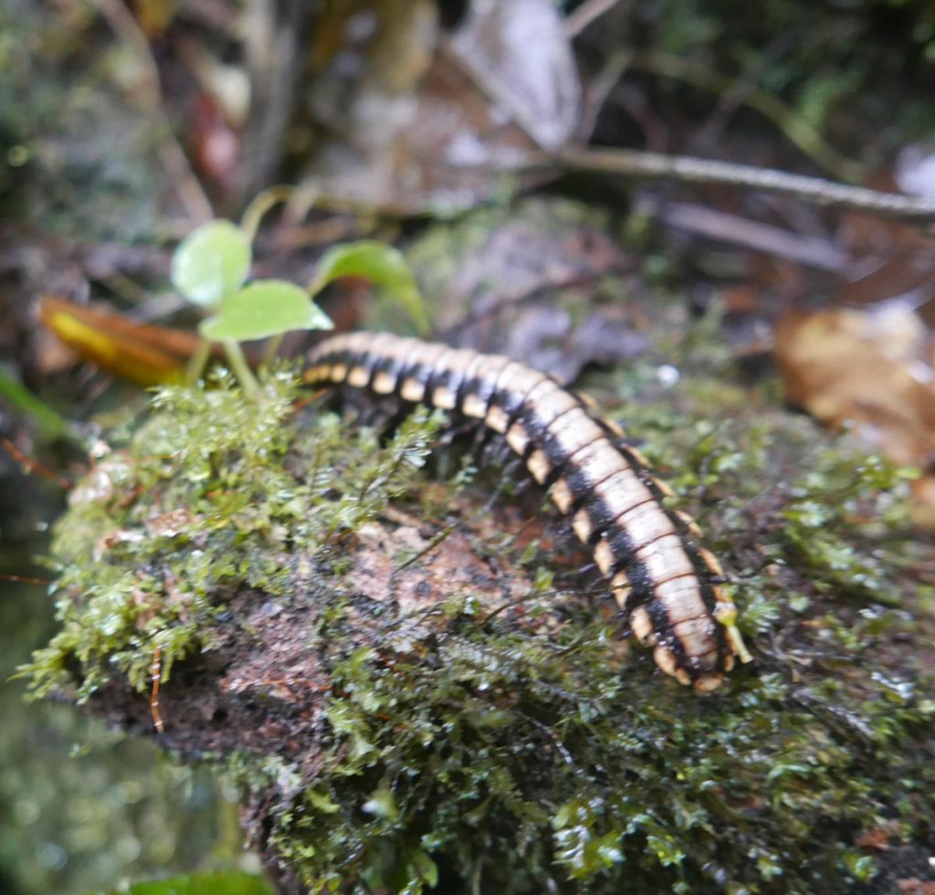 Centipede in Santa Elena cloud forest