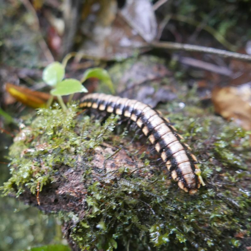 Centipede in Santa Elena cloud forest