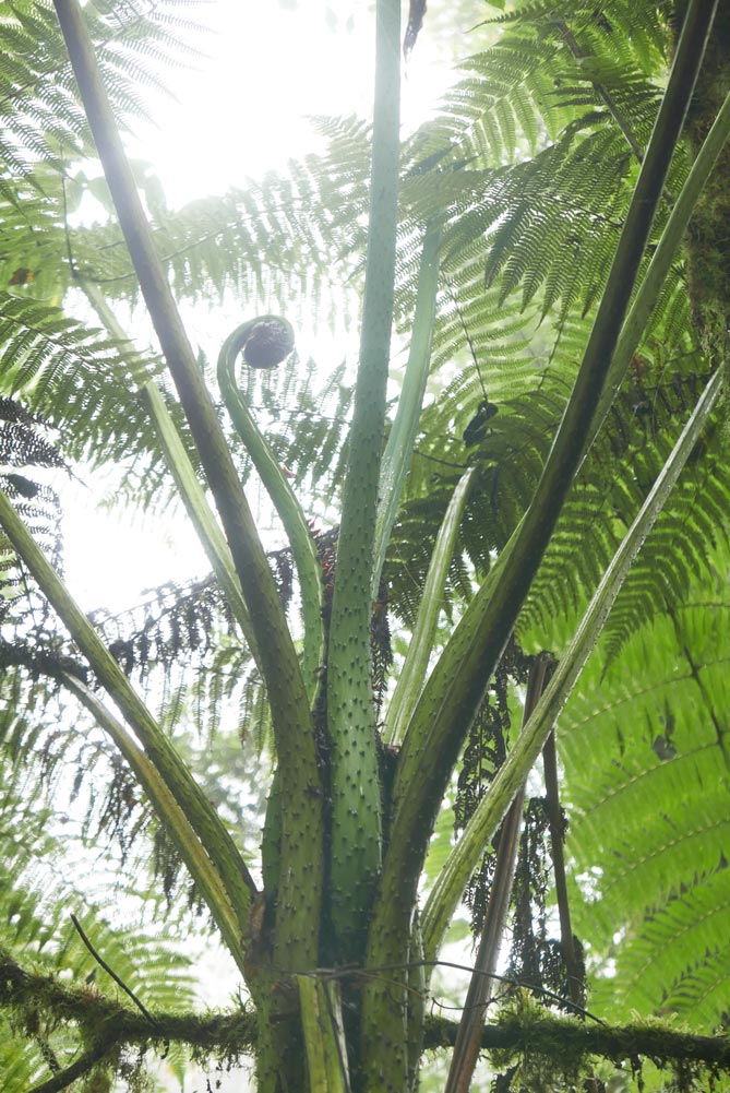 Gracious plant / tree in Santa Elena cloud forest