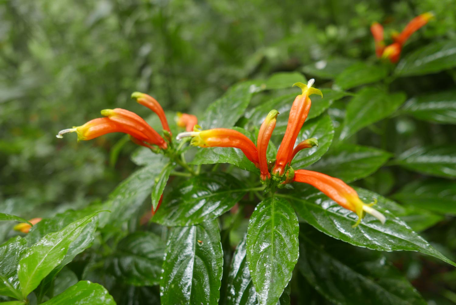 Orange flower in Santa Elena cloud forest