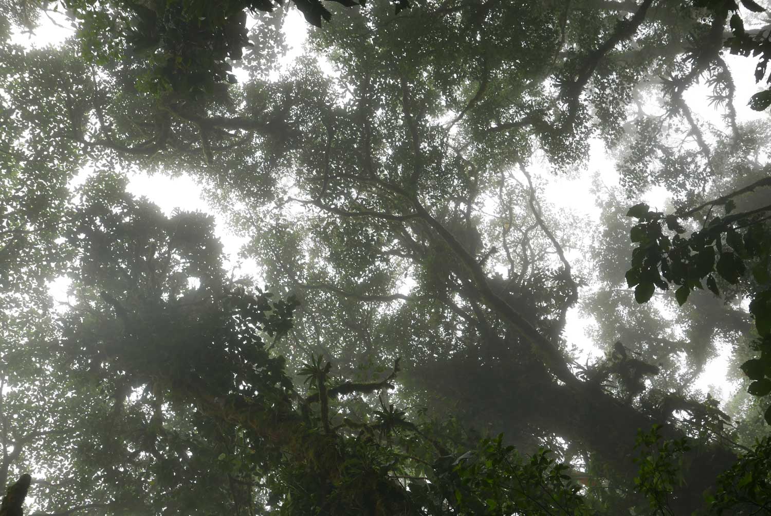 Amazing view of the treetops almost shutting out the sunlight in Santa Elena cloud forest