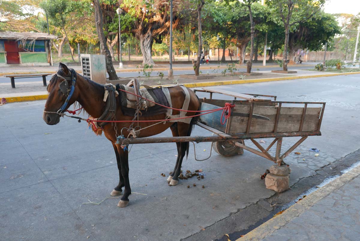 Donkey on the way to the beach in Granada, Nicaragua