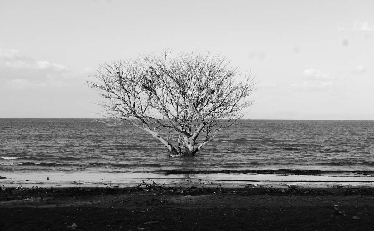 Tree in Lake Nicaragua near Granada