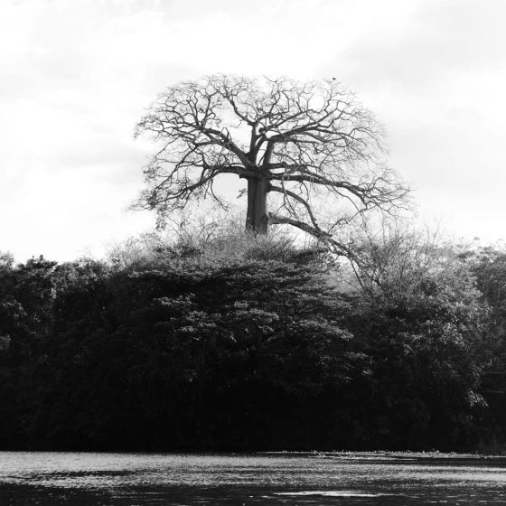 Madrono national tree of Nicaragua in Las Isletas