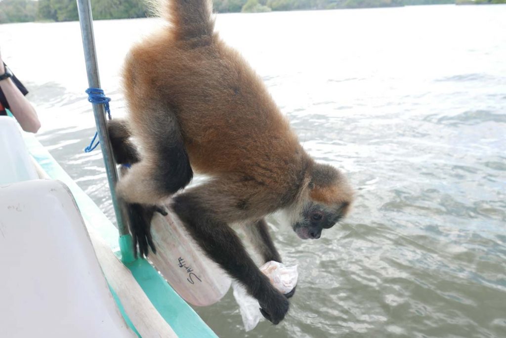 Monkey Pacho at Las Isletas