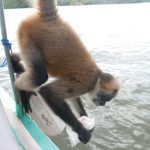 Monkey Pacho at Las Isletas
