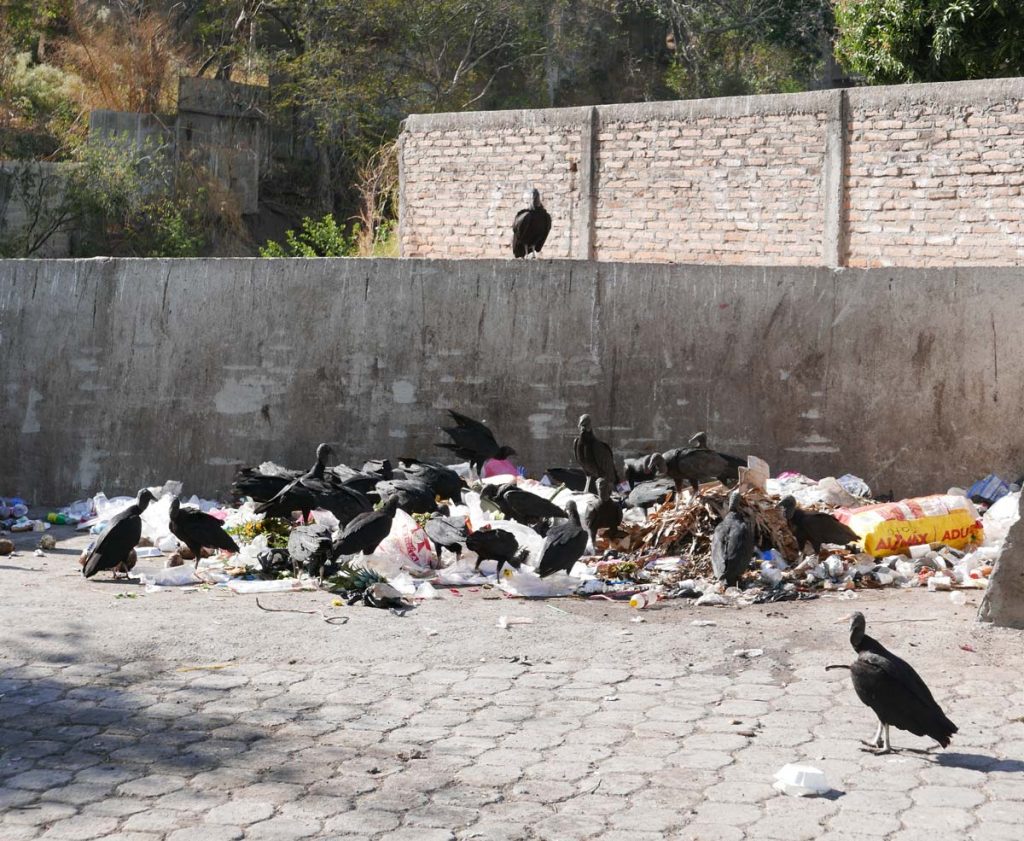 Birds combing through the garbage near the center of Matagalpa