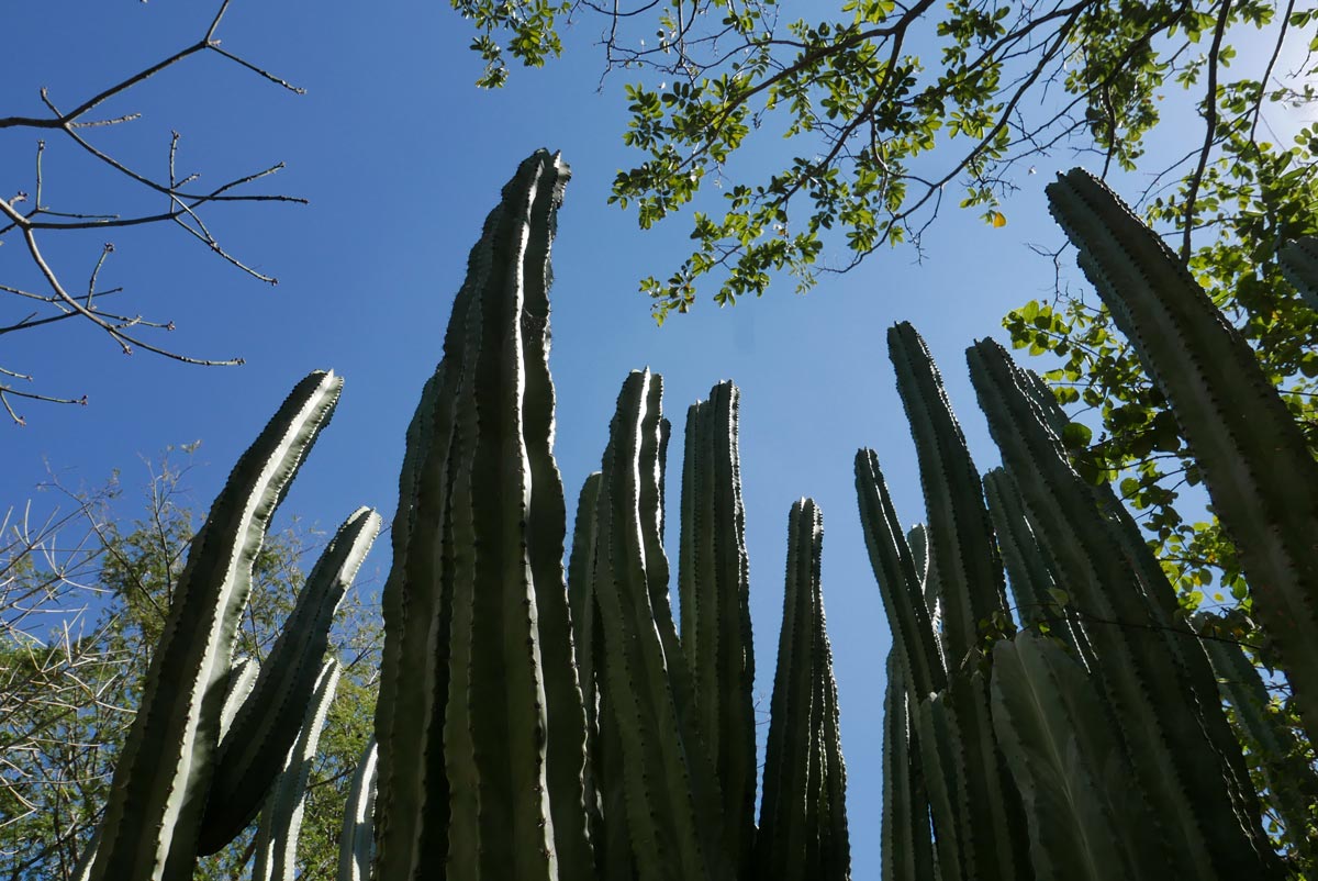 Cactus in the Botanical garden in Oaxaca city