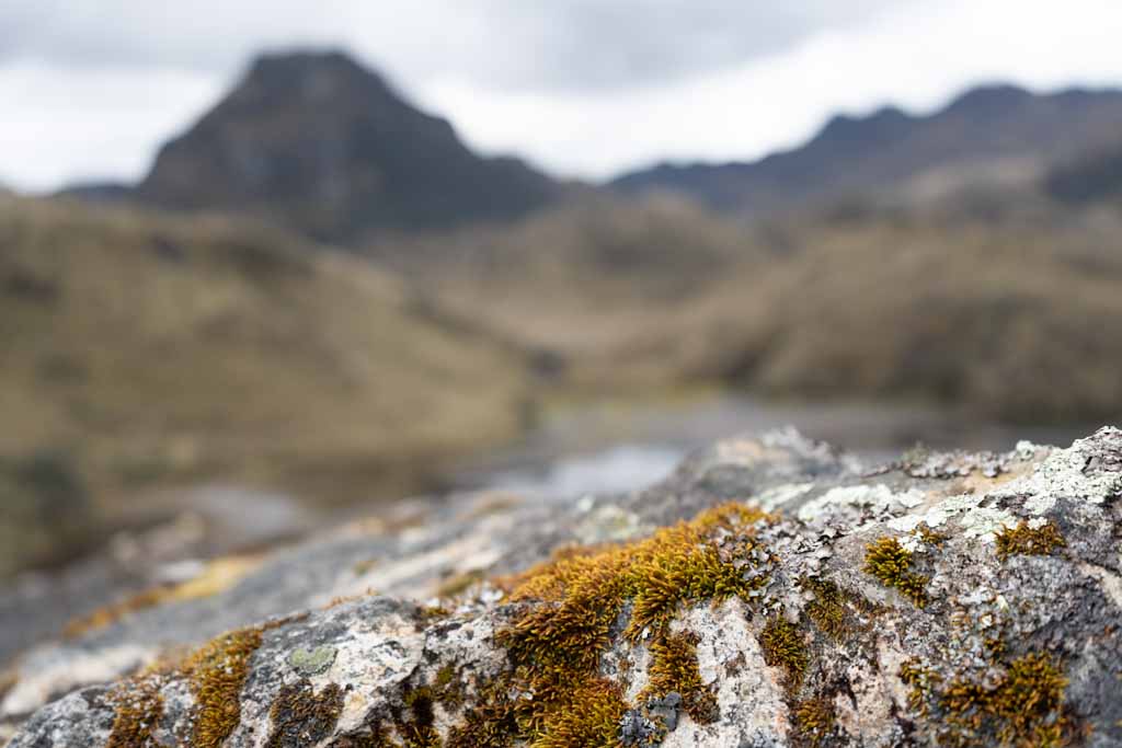 Close-up of rock in Cajas