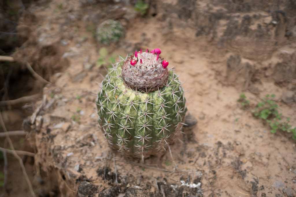 Fruit in Desierto Tatacoa