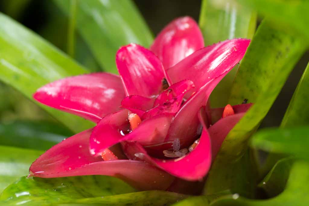 Close-up deep red bromelia in orchid garden Mindo