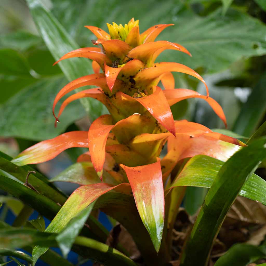 Orange-yellow plant in orchid garden Mindo