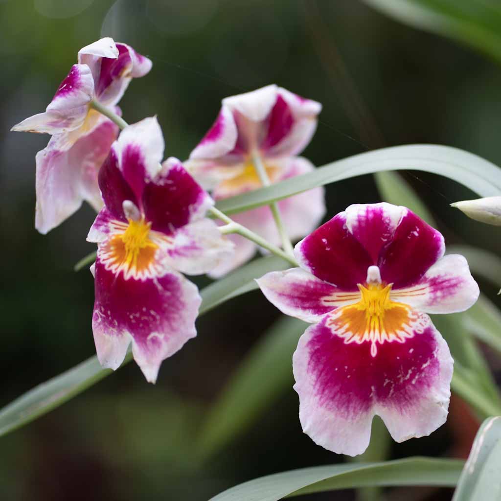 Purple flowers in orchid garden Mindo