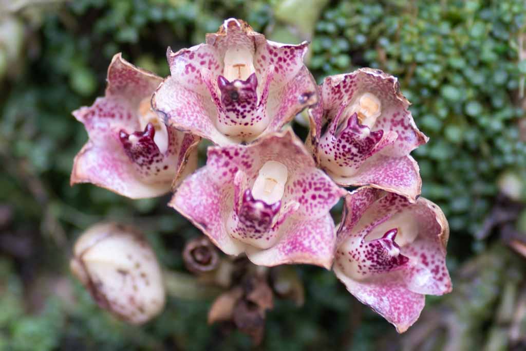 Purple-white flower in orchid garden Mindo