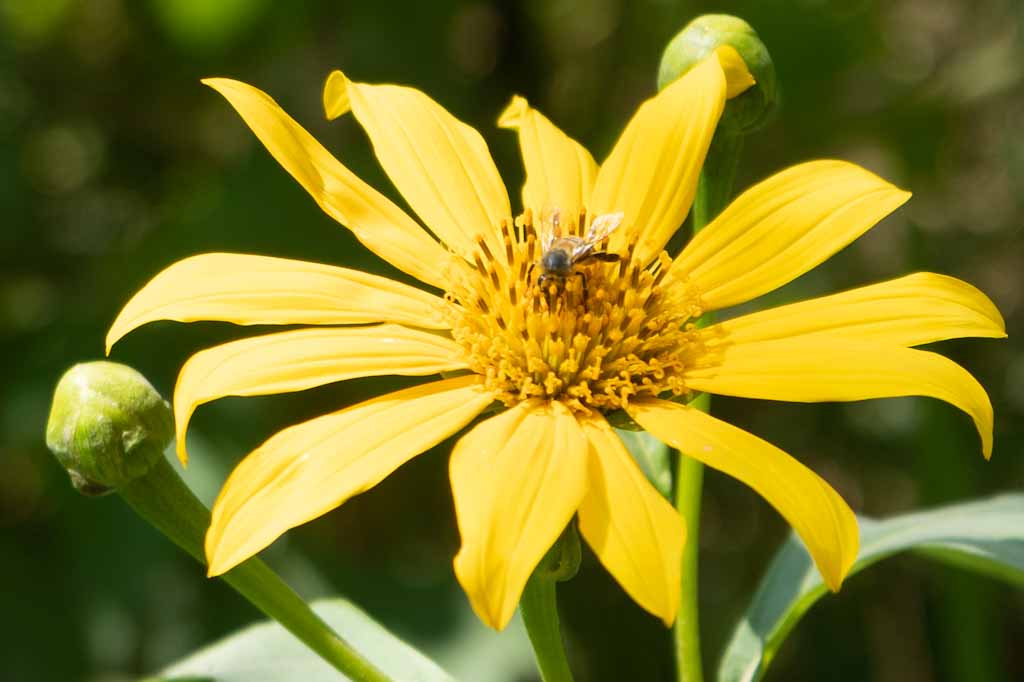 Yellow flower with bee in Mindo