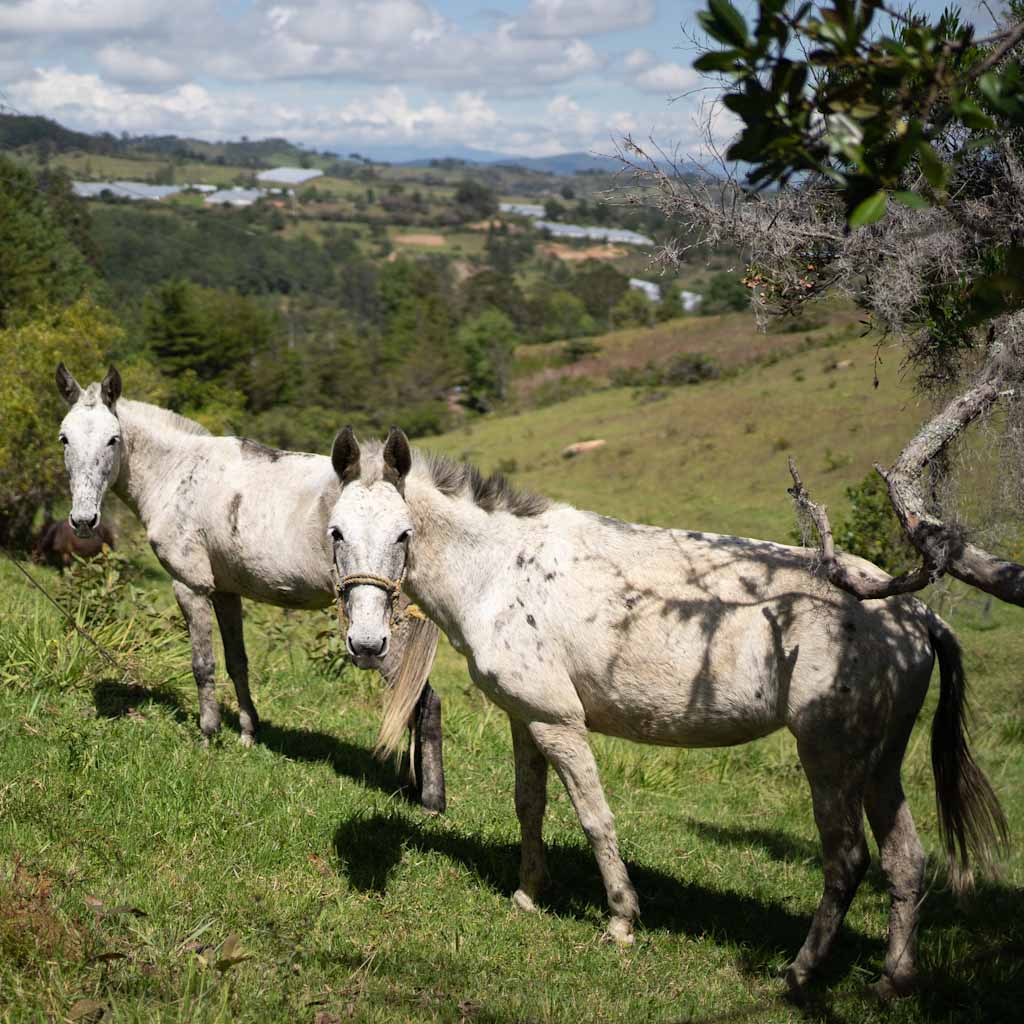 Horses along the Paso de Angel hike