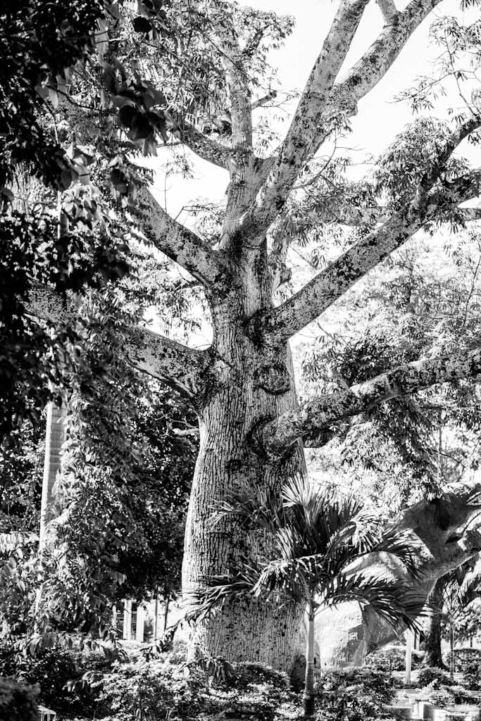 Tree in Parque Central in Villavieja